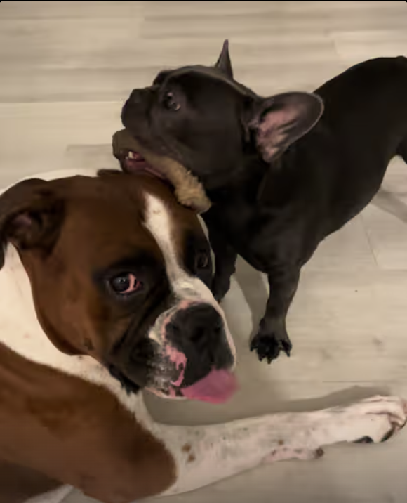 Frenchie teasing Boxer with her bone !
